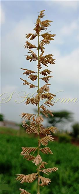  Inflorescence
